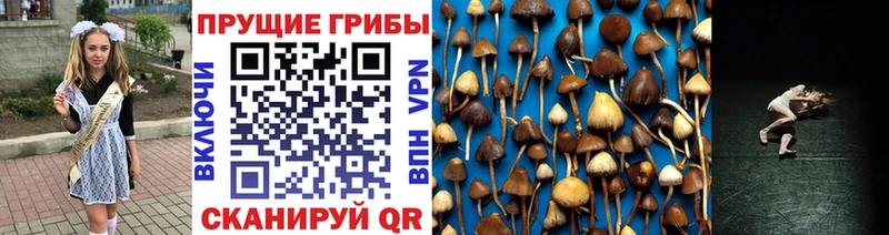 Галлюциногенные грибы Cubensis нарко площадка наркотические препараты Монино